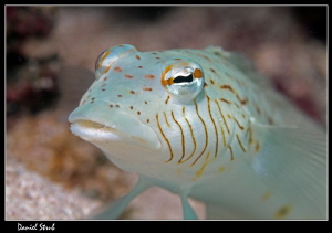 Sandpearch, Marsa Shagra :-D by Daniel Strub 